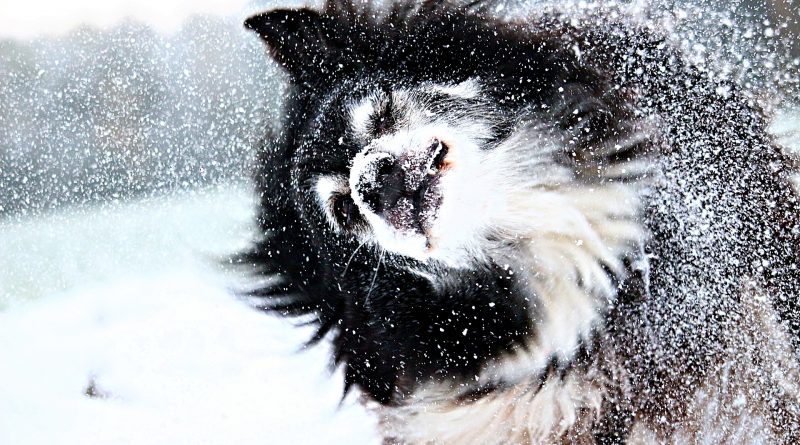 Winter Time Fun with Your Favorite Pooch