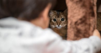 Cat Behavior Changes: Red Flags to Watch Out For