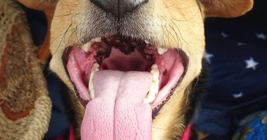 Doggy Breath: Is it Normal and How Can You Fix it?