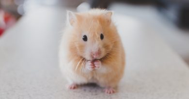 How to Keep Your Pet Hamster Healthy
