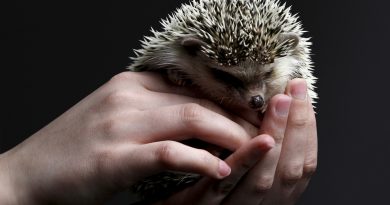 Do Hedgehogs Make Good Pets? Here’s What You Need to Know!
