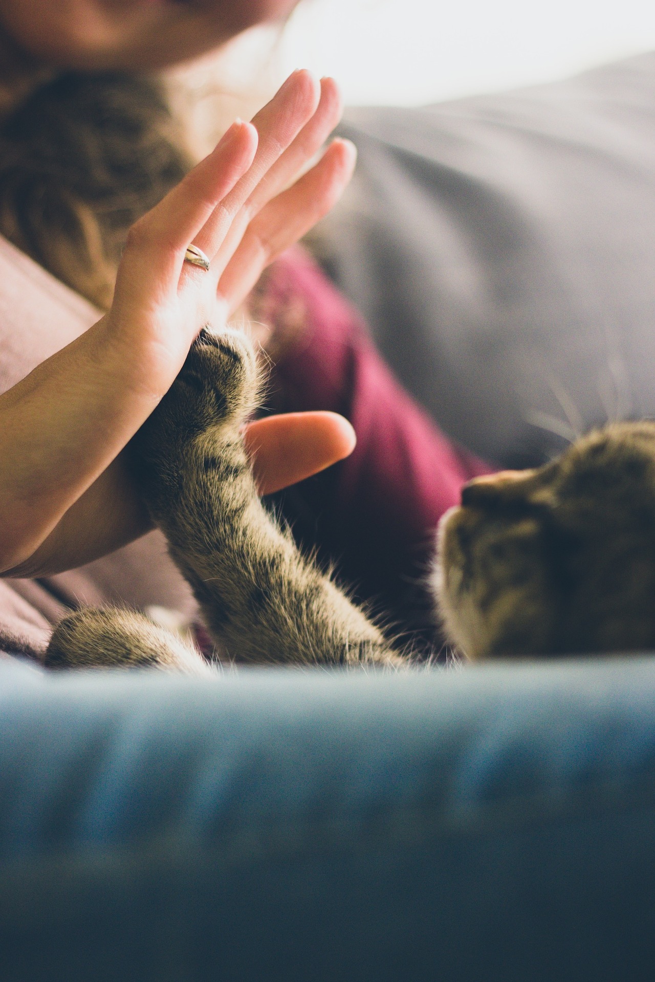 5 Fun Things to Do with Your Favorite Kitty