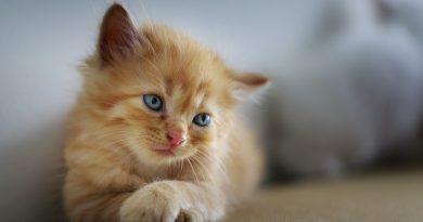 Feline Upper Respiratory Infections (How to Help)