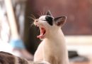 Cat Health: What’s Normal and What Isn’t?