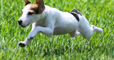 Unleashing the Speed Demon: How a Large Yard Benefits the Jack Russell Terrier