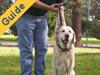 Guide: Finding an Obedience Program for Your Dog