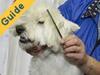 Guide: Choosing a Dog or Cat Groomer