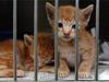 Help Shelter Cats Even if You Can't Adopt