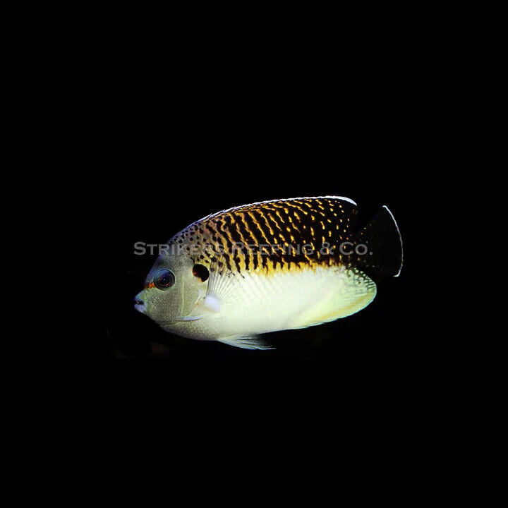 Tiger Angelfish - TIA1 - WYSIWYG - Live Saltwater Fish - FREE OVERNIGHT SHIPPING