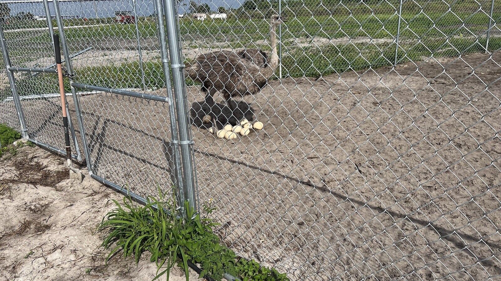 120 Egg Ostrich incubator