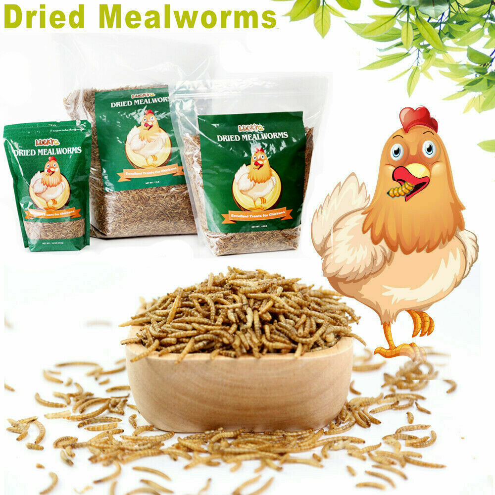 Bulk Dried Mealworms for Wild Birds Food Blue Bird Chickens Hen Treats Non-GMO