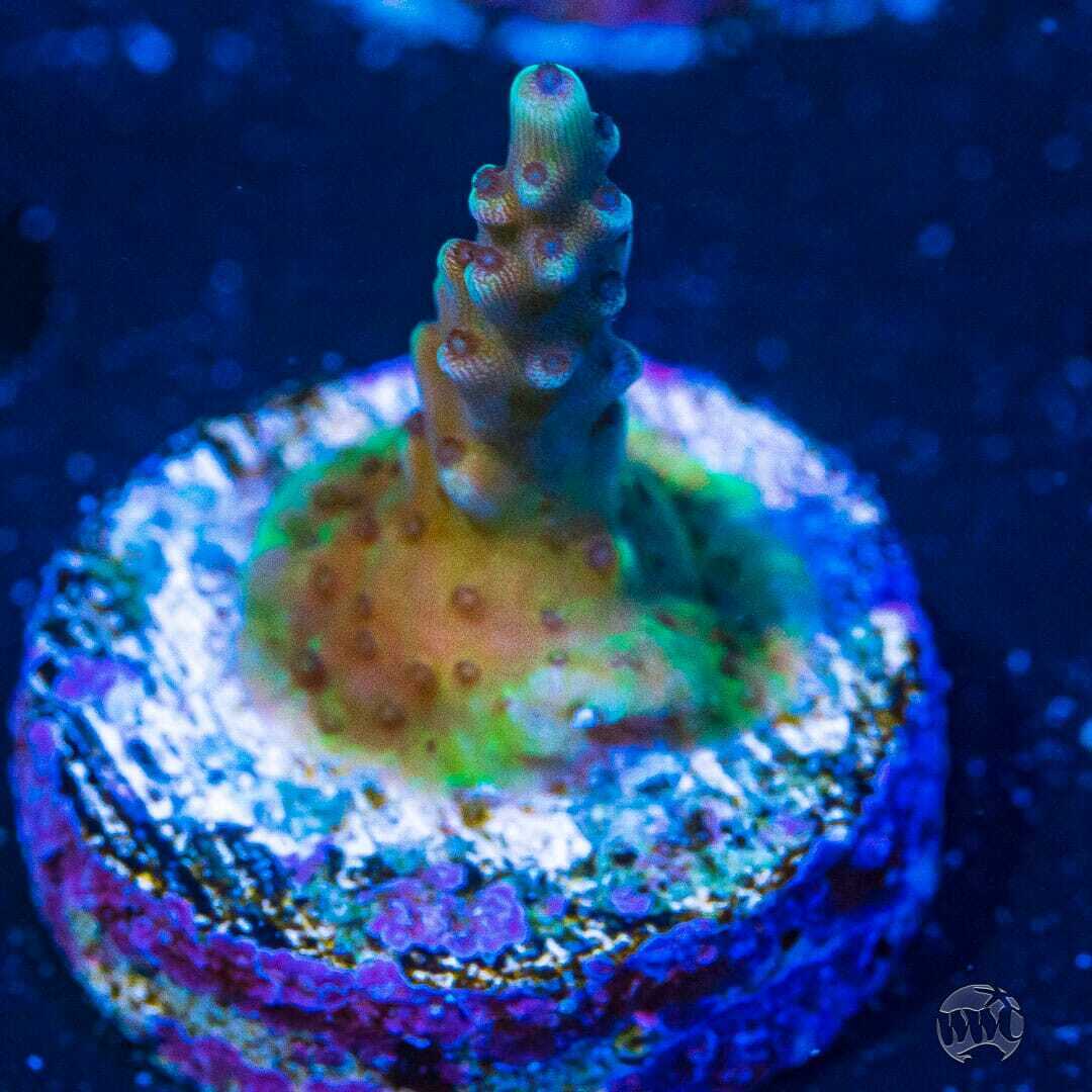 Blueberry Sour Acropora ~ WYSIWYG Live Coral Frag ~ World Wide Corals ~ #16