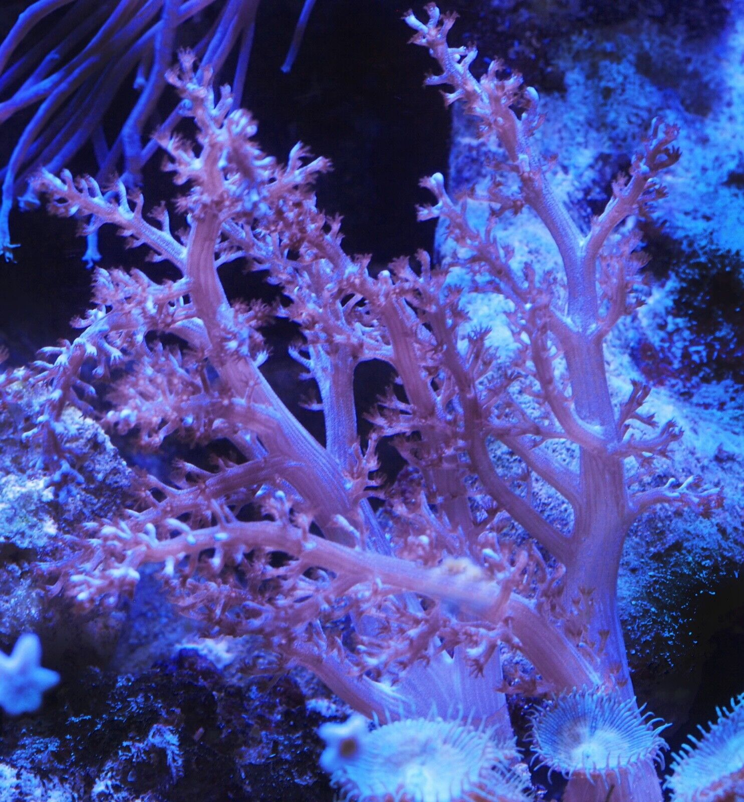 Kenya Tree Frag, 3-5 inch, Beginner, Live Leather Soft Coral, Marine Reef Tank