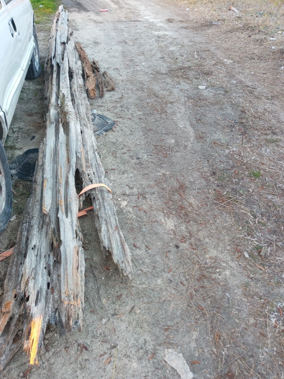 Very large decorative pecky Cypress driftwood