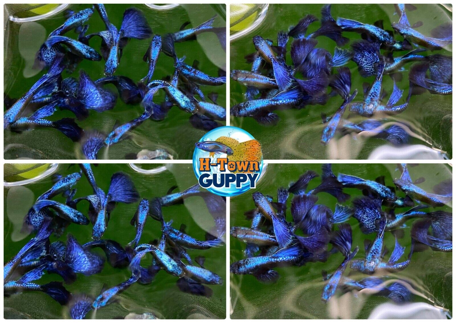 1 TRIO - Live Aquarium Guppy Fish High Quality -  Purple Dragon