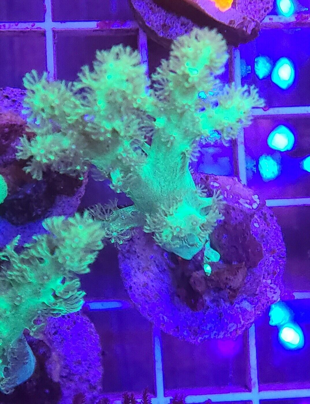 Live Coral Robbie\'s Corals Ultra Yellow Sinularia Coral Frag