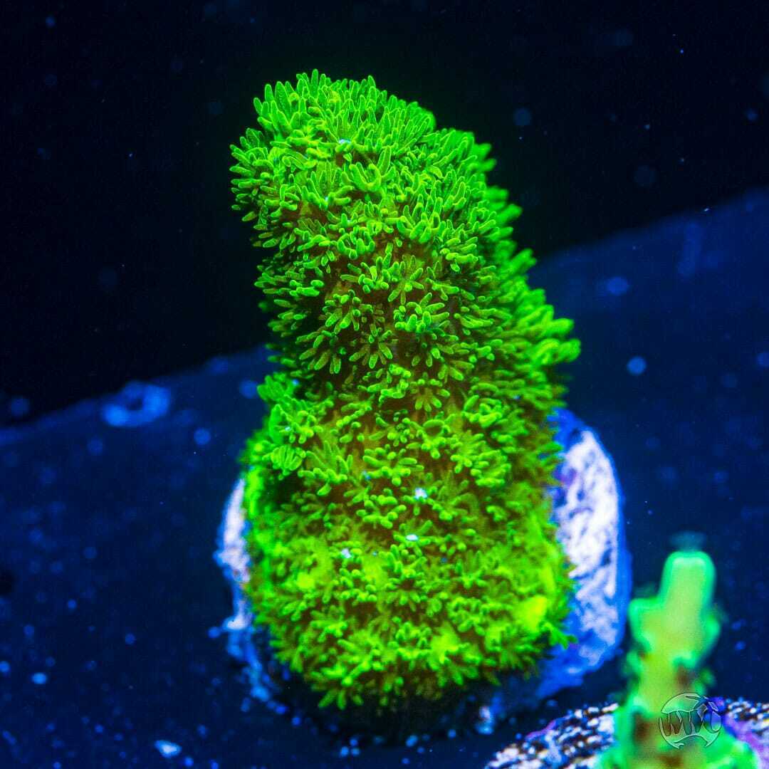 WWC Green Slimer Acro ~ WYSIWYG Live Coral Frag ~ World Wide Corals ~ #01