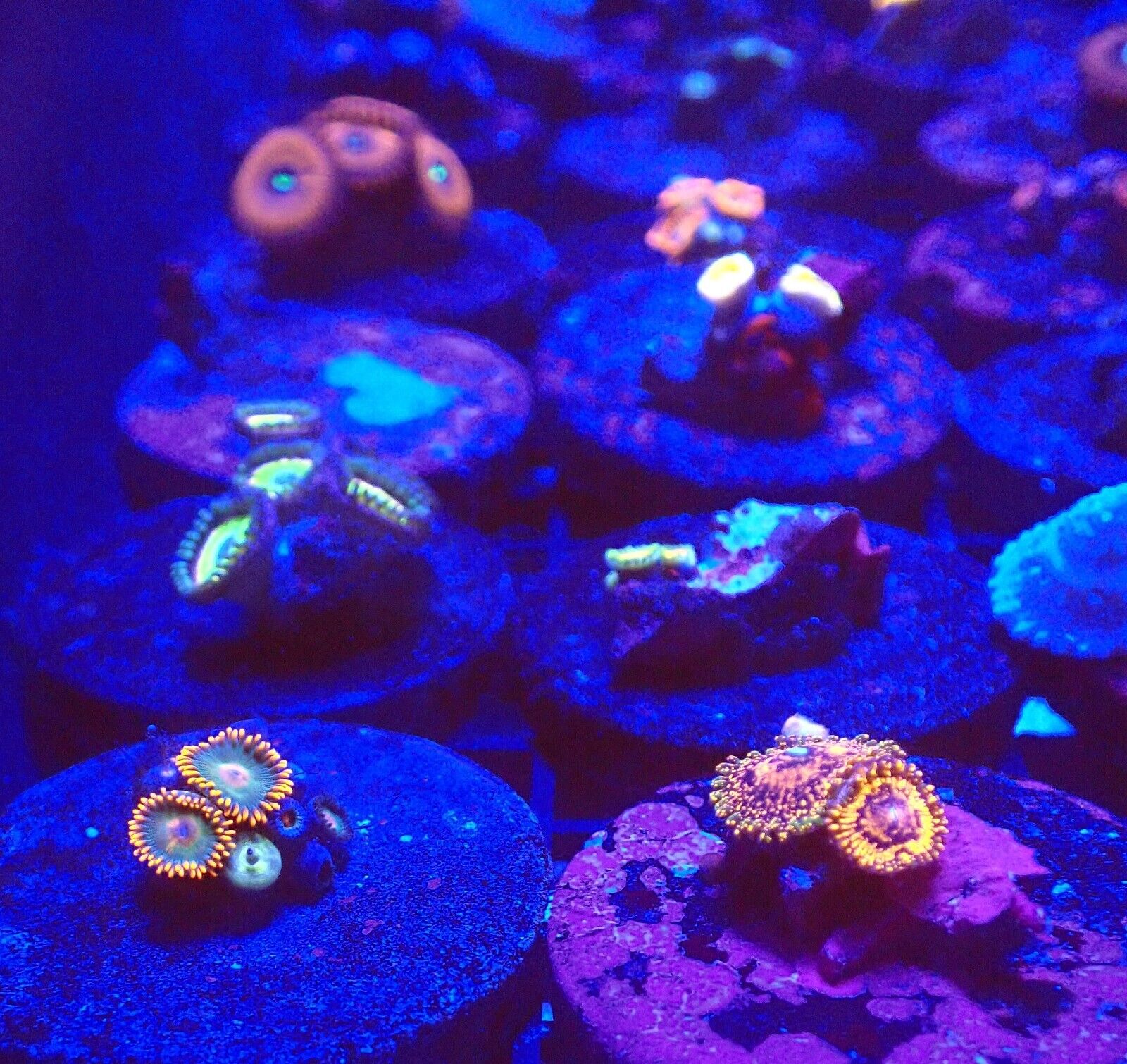 Pack of 10 Different Rare High End Zoanthids several Polyps Live coral Zoa 