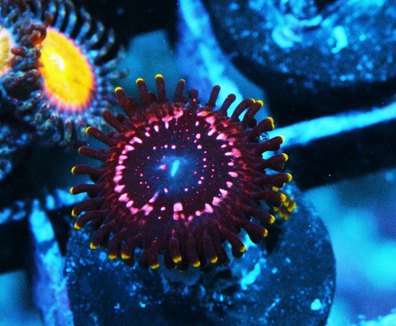 WWC Taser Paly Zoanthids Zoa SPS LPS Corals, WYSIWYG