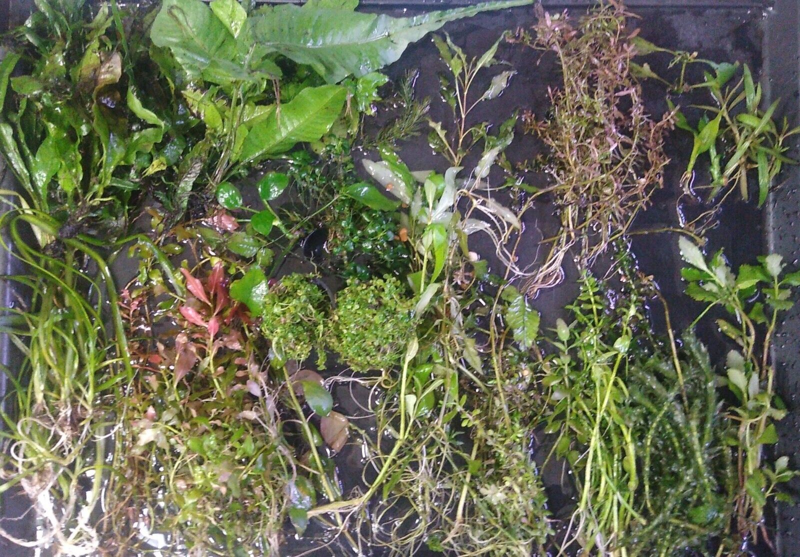 50+ Plants Live Freshwater Aquarium Plants Bundle Pick 5 Plus 5+ Bonus Species