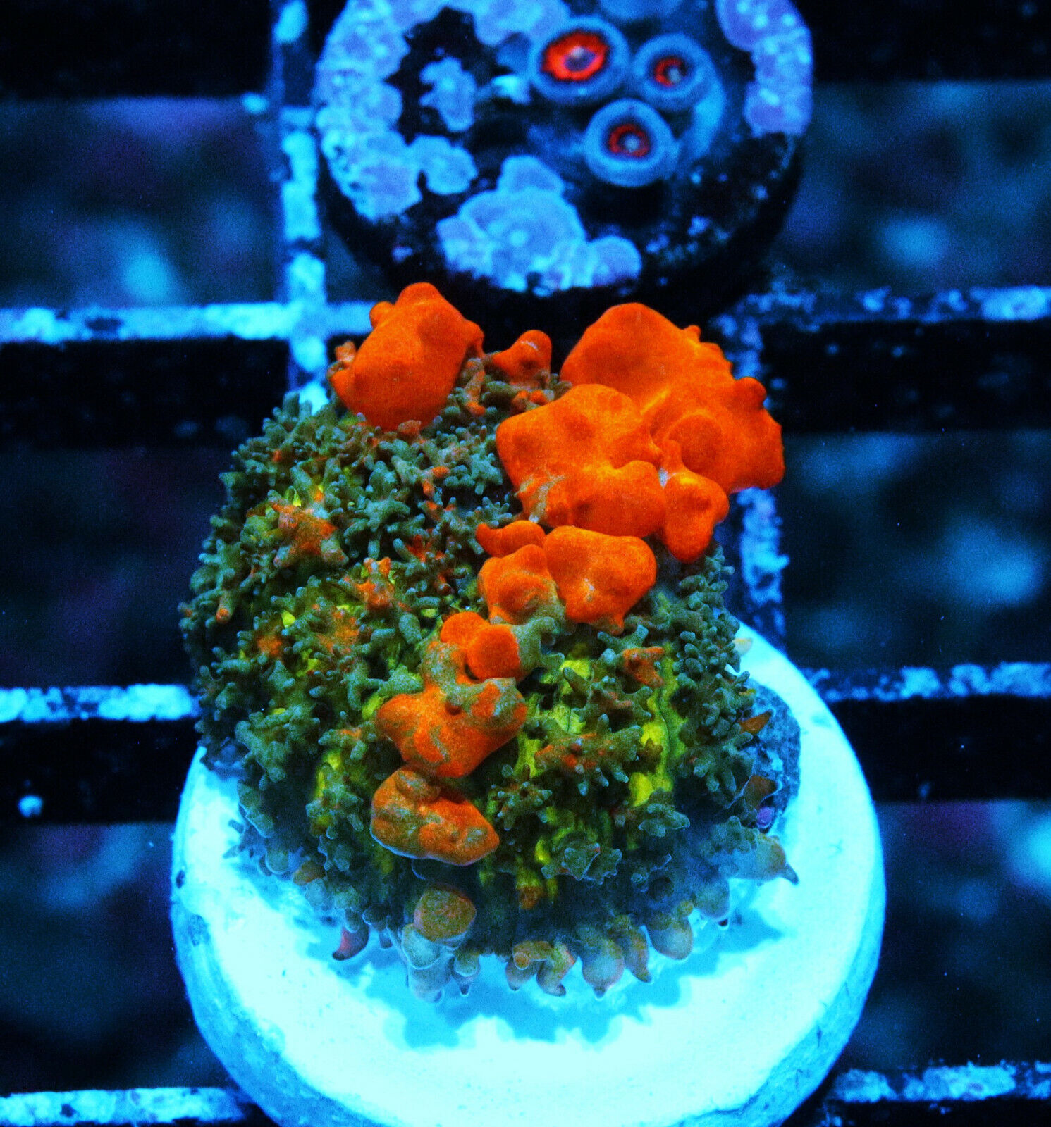 Sunkist Bounce Mushroom Zoanthids Zoa SPS Corals WYSIWYG