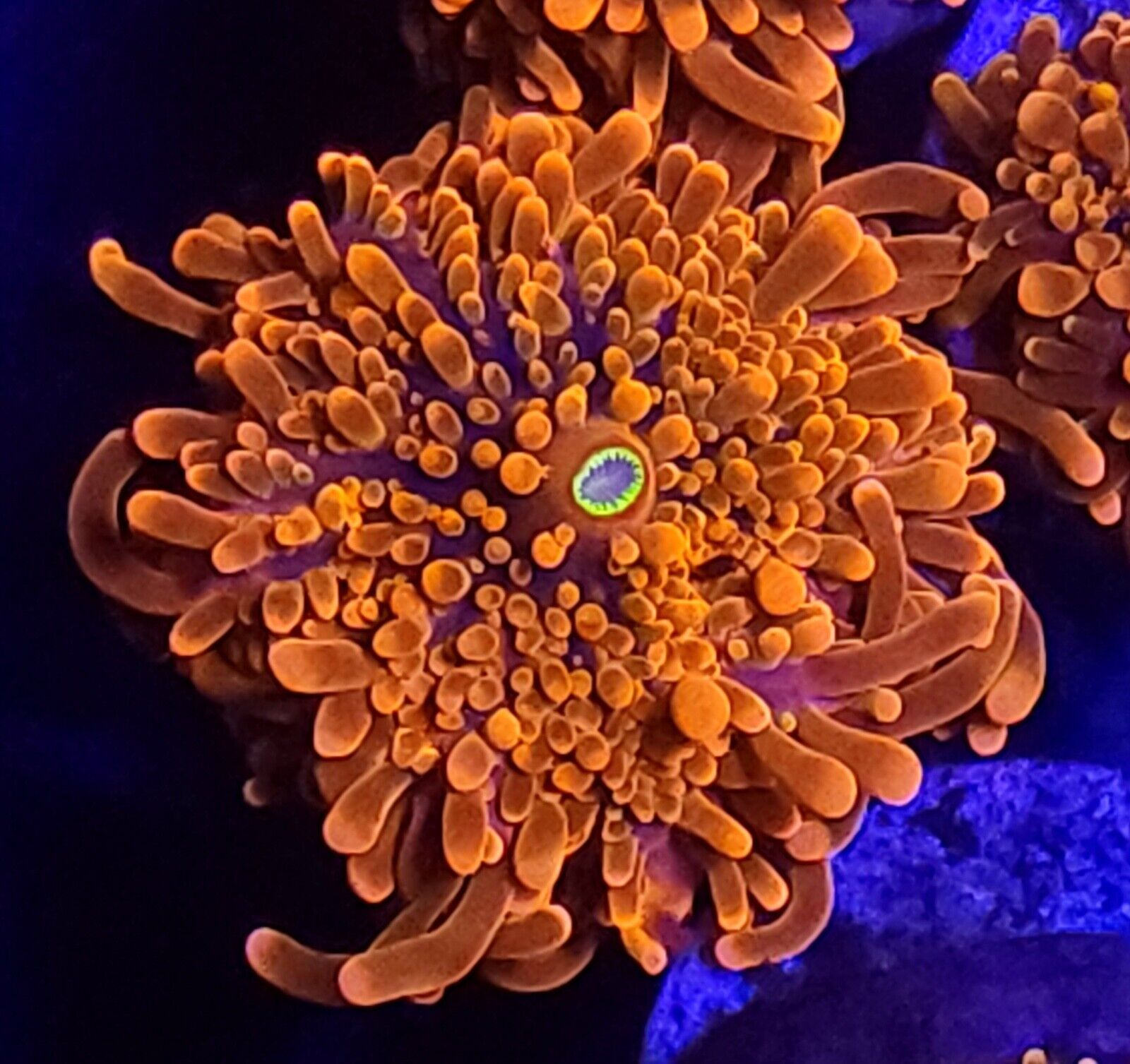 Super Orange Ricordea Yuma Mushroom * Live Coral Frag * AJ's Aquariums