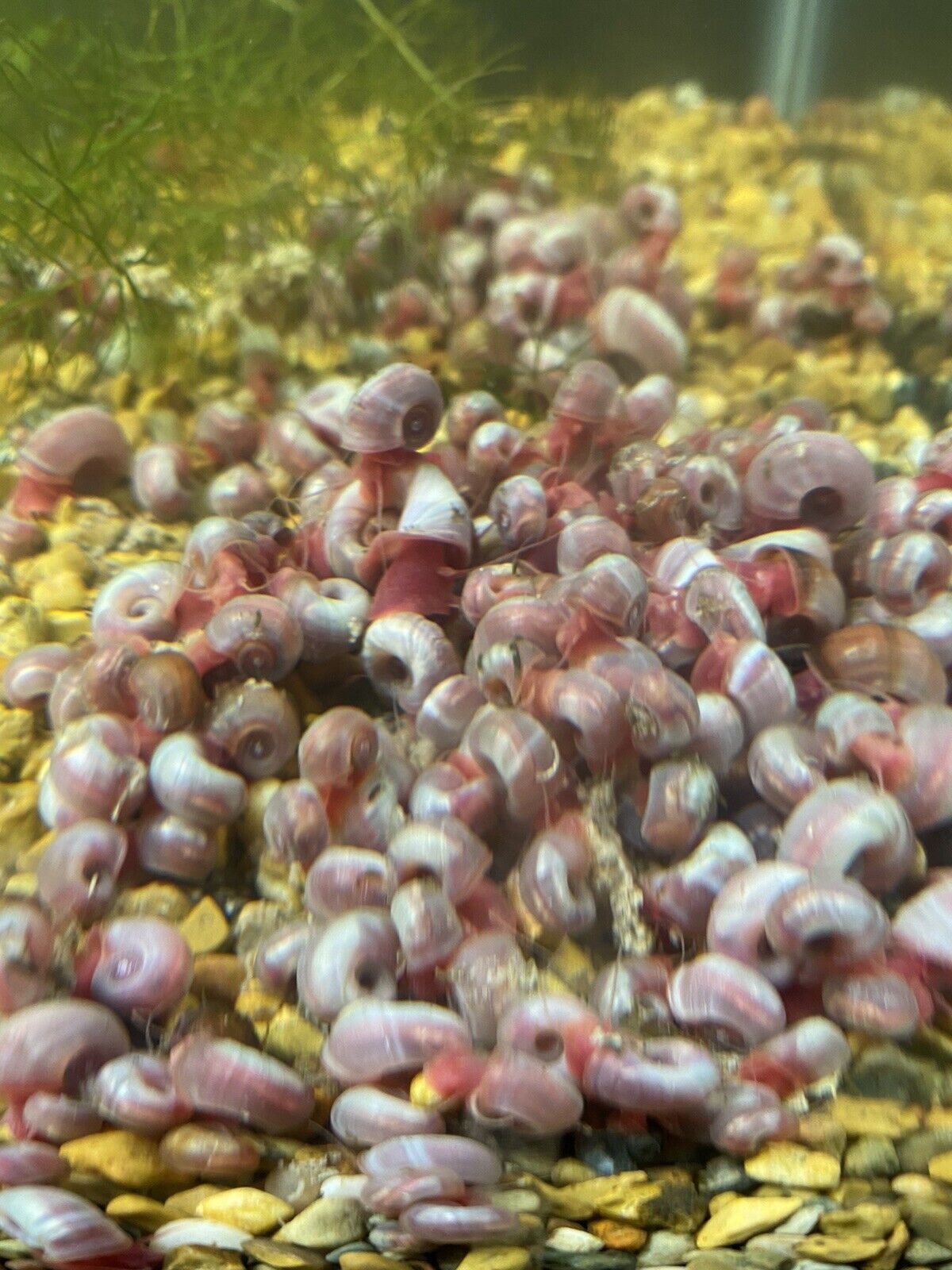 10+ Pink Ramshorn Snails - Aquarium/Pond Cleanup - Algae Eating - Freshwater