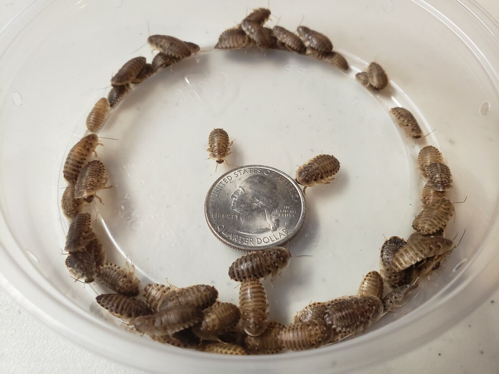 Dubia Roaches Reptile Feeders Small Medium Large XLarge 50+ 100+ 250+ 500+