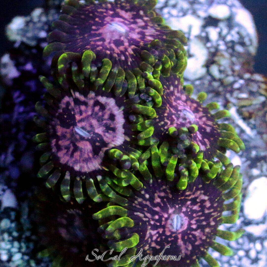 WYSIWYG Live Coral: WWC Purple Monster; Paly Zoa Palys Zoas Polyps ...