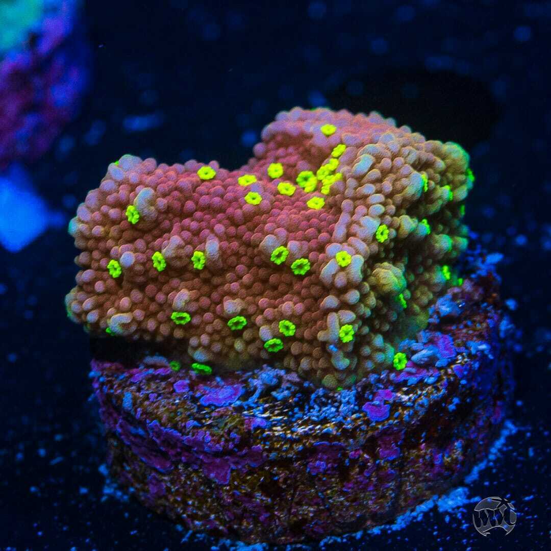WWC Tiki Torch Monti ~ WYSIWYG Live Coral Frag ~ World Wide Corals ~ #44