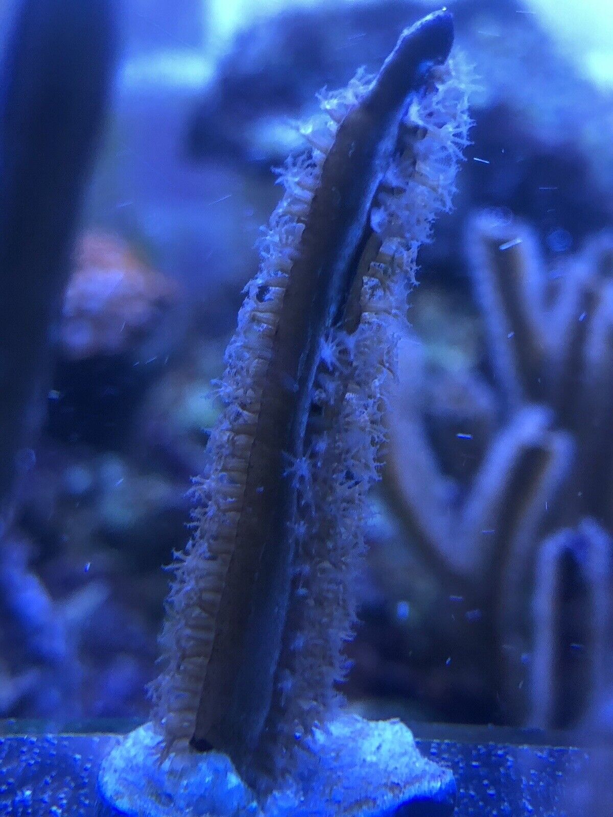 LIVE YELLOW RIBBON GORGONIAN SALTWATER CORAL FRAG FREE COPEPODS