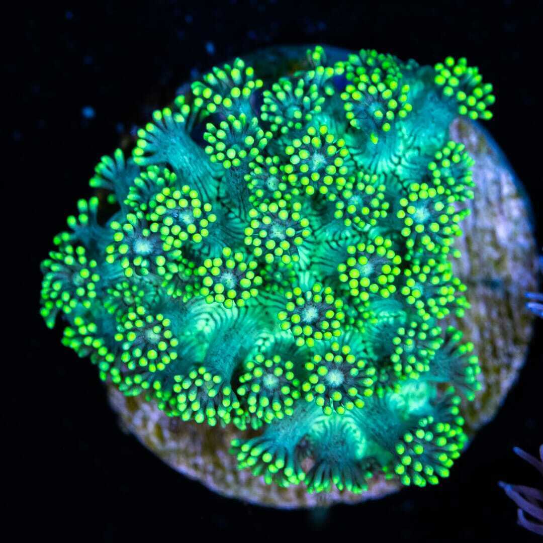 Green Goniopora ~ Live Coral Frag ~ World Wide Corals ~ #284