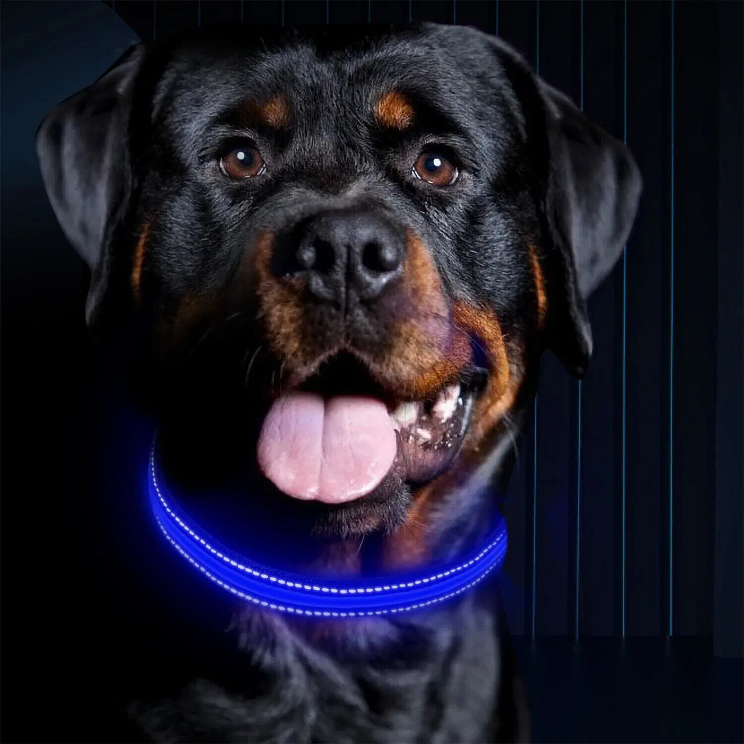 RECHARGEABLE LED PET GLOW COLLAR night safety adjustable flash light-up FOR dog