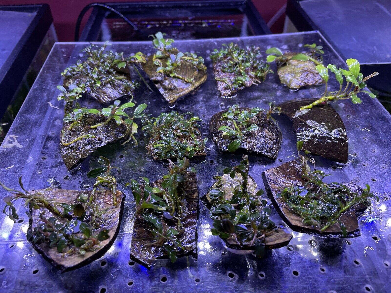 12 Pieces Bucephalandra Plant /on Coconut Shells/ What You See Is What You Get