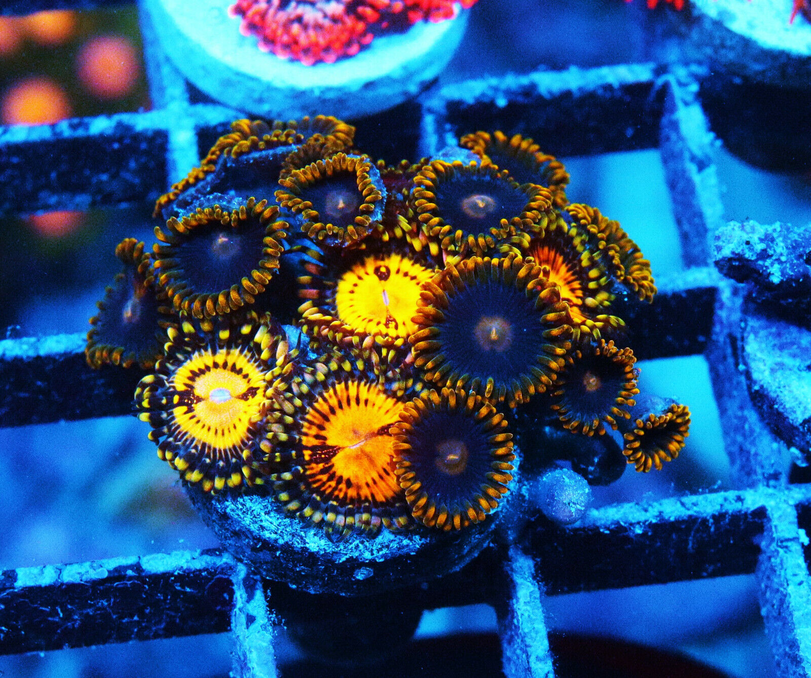 Butt Muncher Paly Zoanthids Zoa SPS LPS Corals, WYSIWYG