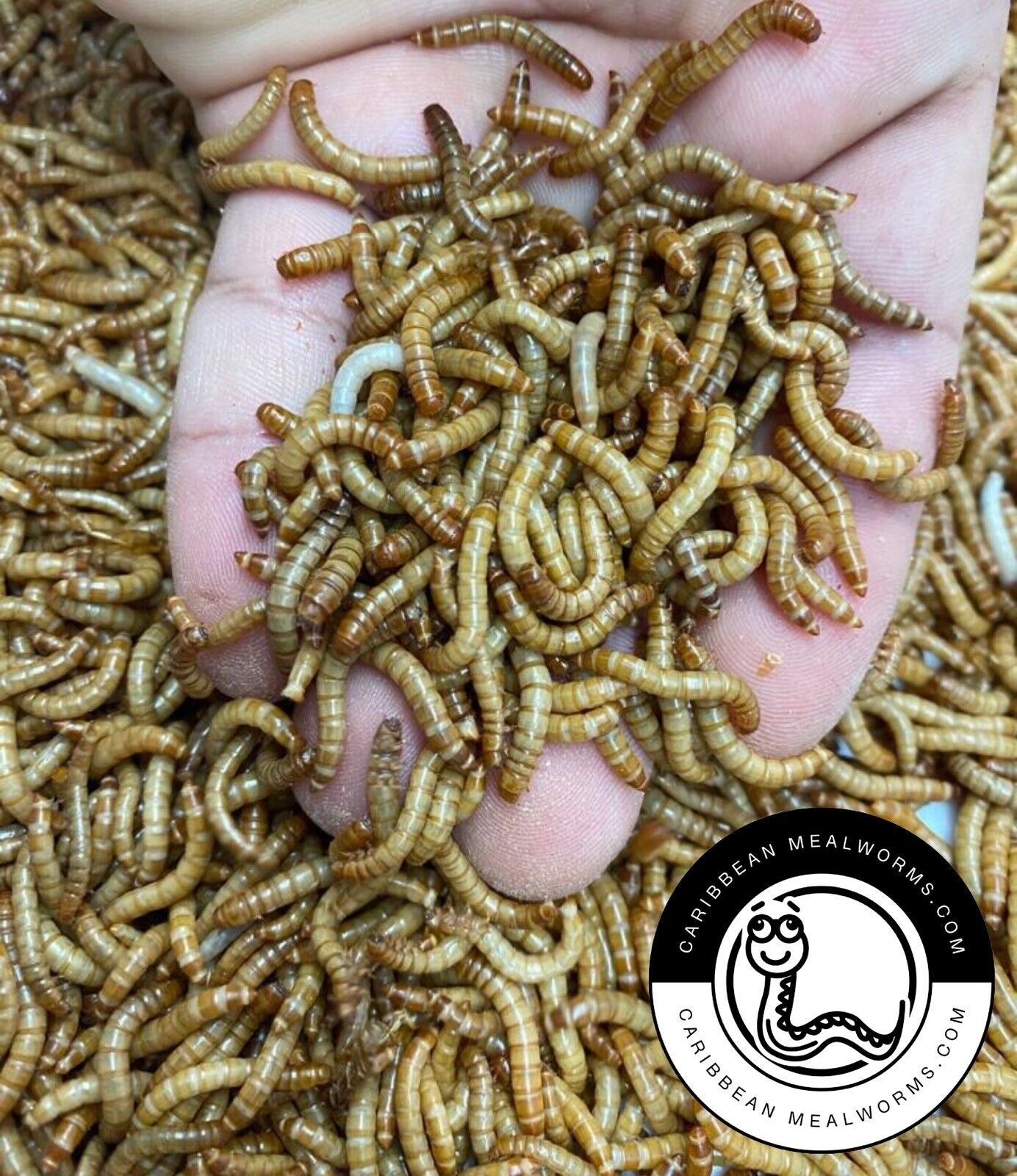 Live Mealworms Small, Medium, Large Live feeders Reptile Food 