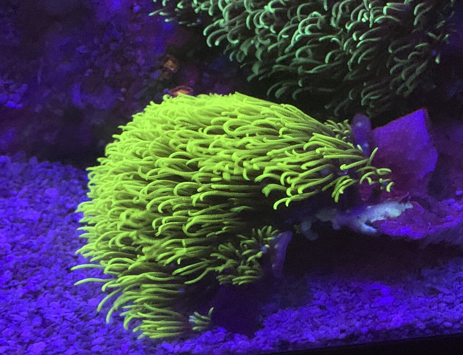 Green Star Polyps Coral Frag (ultra Green)