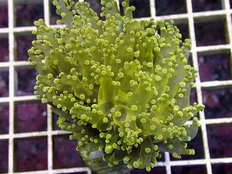 Super Neon Indo Branch Frogspawn -WYSIWYG Live Coral Frag- Coral Savers 