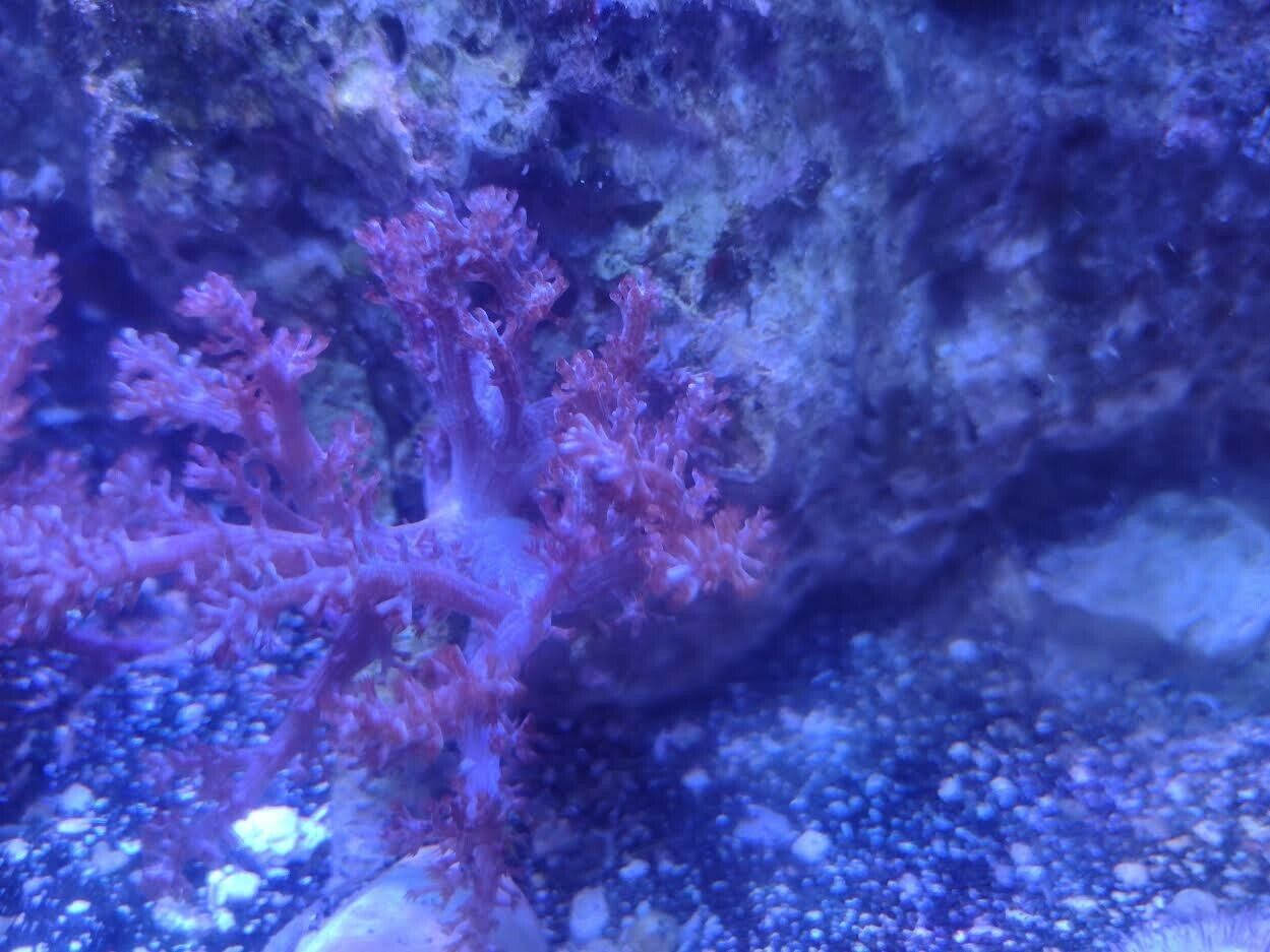 Live Soft Coral (Nephthea Leather Coral)  Not a Frag