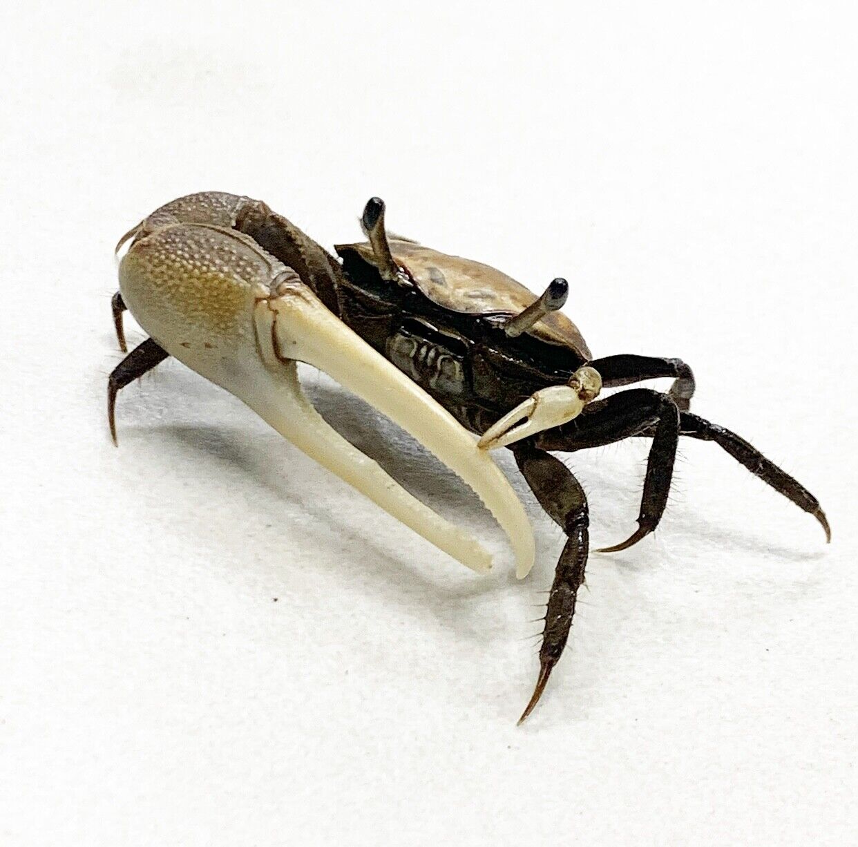 Fiddler Crab (Uca Sp.) x3 - Freshwater Crab