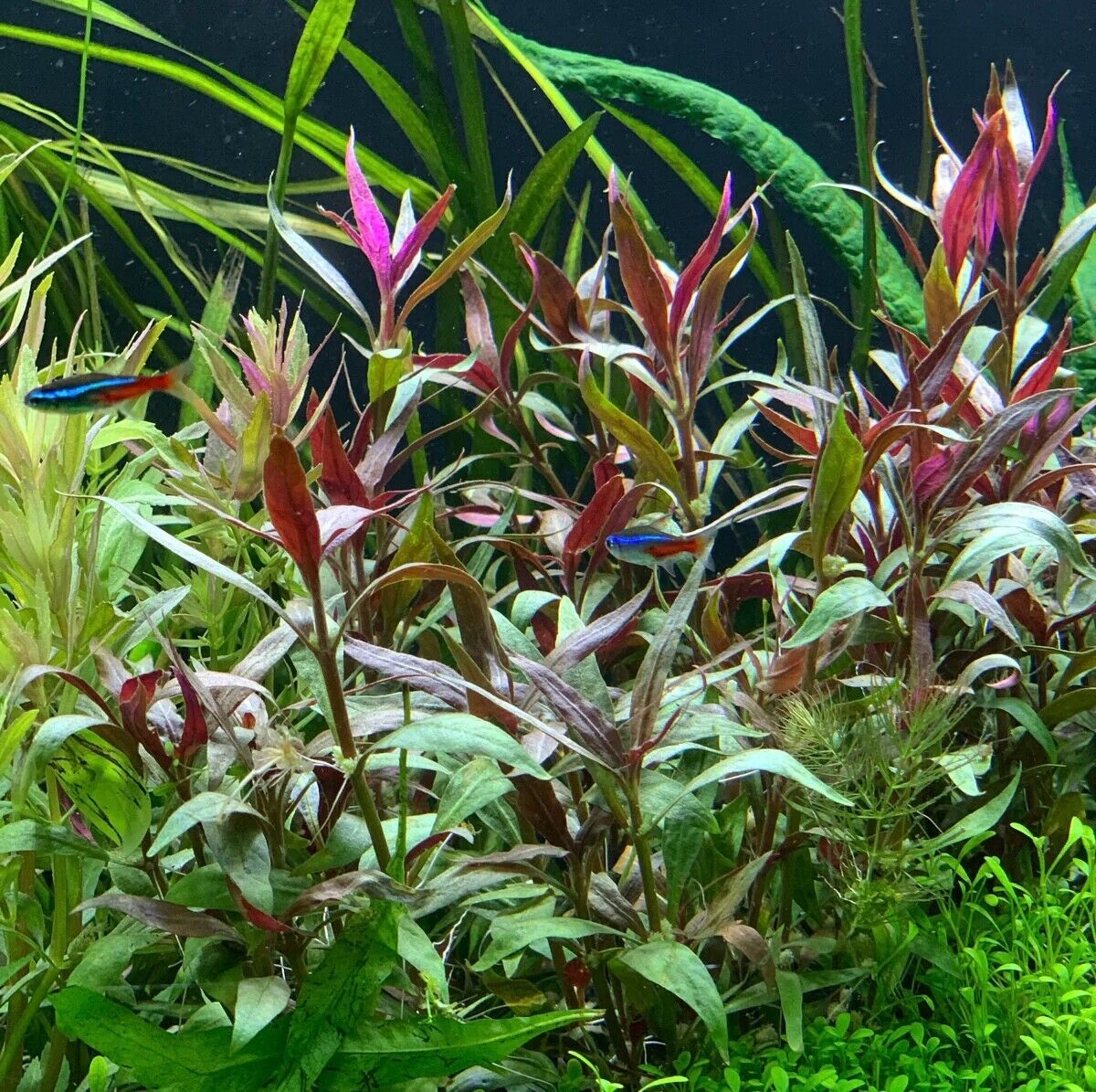 Alternanthera Reineckii (var 'roseafolia') -BUY3GET1FREE- Live Aquarium Plant