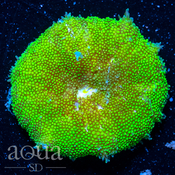 ASD - 125 Viper Bloom Maxi Mini Anemone - WYSIWYG - Aqua SD Live Coral Frag