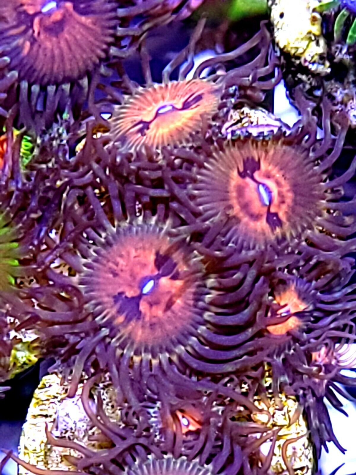 DEXTERS DATE ZOA PALYS ZOANTHIDS STARTER COLONY LIVE CORALS LARGE POLYPS RARE