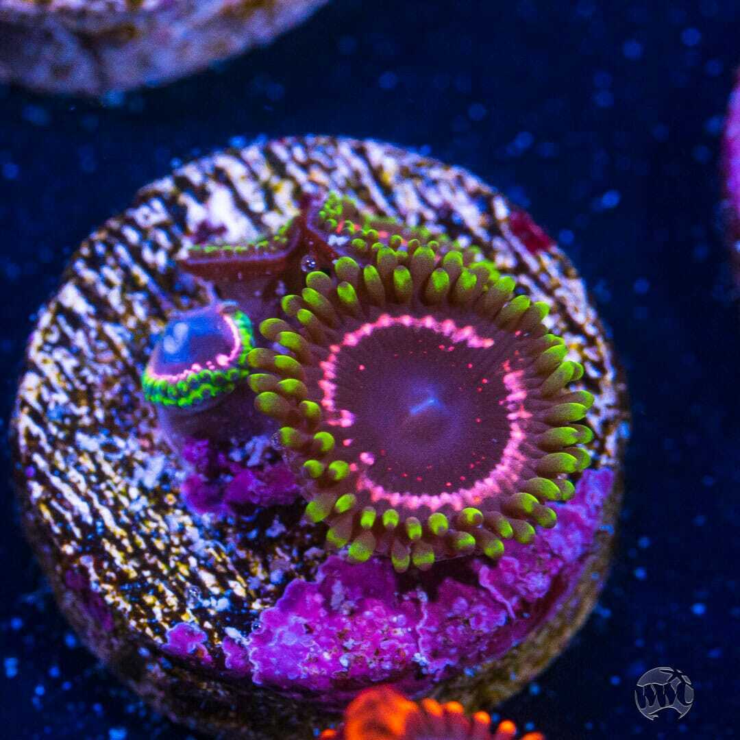 WWC Taser Zoas ~ WYSIWYG Live Coral Frag ~ World Wide Corals ~ #247