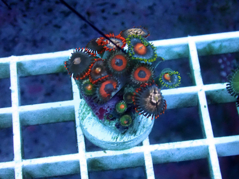 Eagle Eye Combo Zoa / Paly -WYSIWYG Live Coral Frag- Coral Savers 