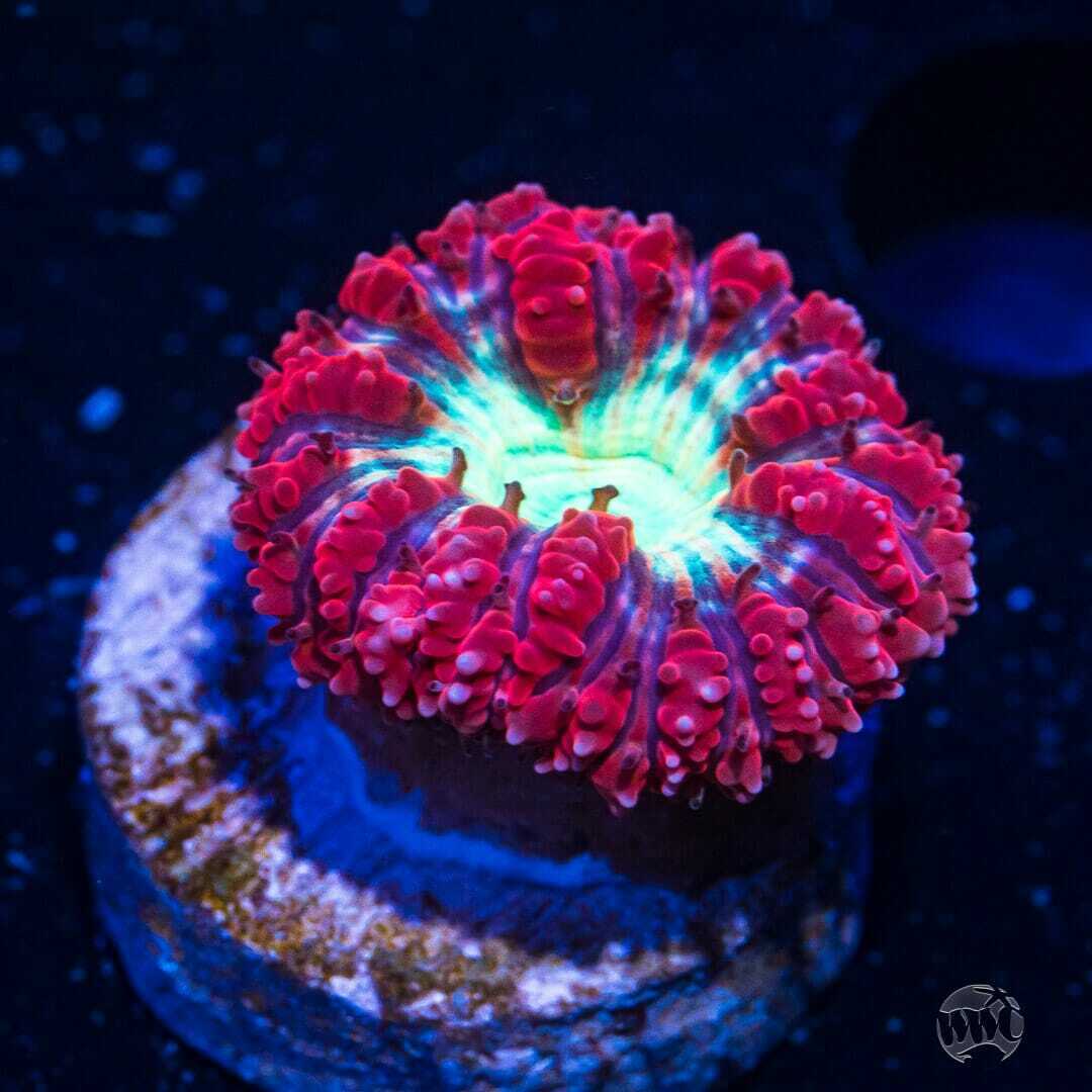 5th Element Blasto ~ WYSIWYG Live Coral Frag ~ World Wide Corals ~ #192