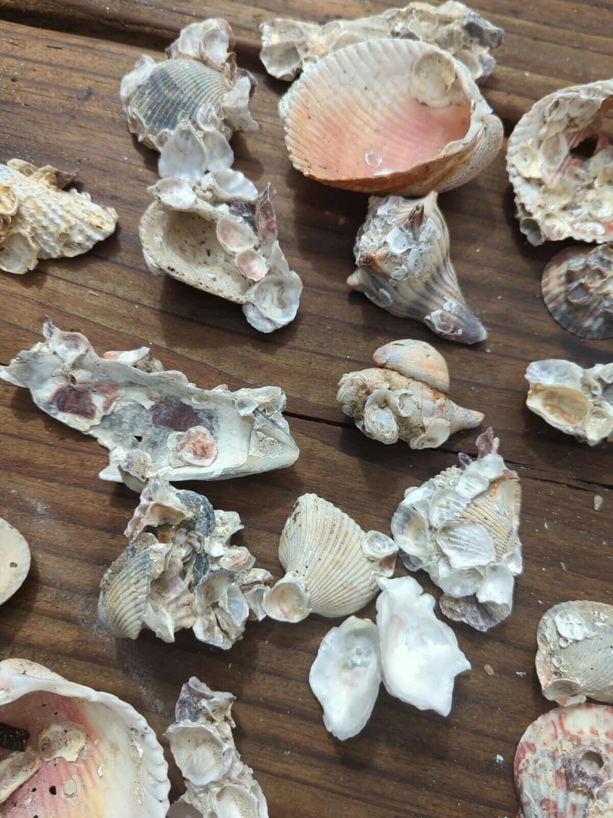 36 pc. Oyster  Scallop Barnacle Welk Cluster Shell Aquarium Decoration Nautical