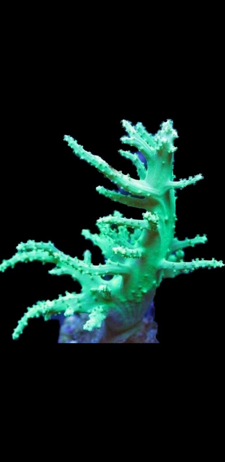 Neon Green Nepthea Frag, 3-5 inch, Beginner, Live Leather Soft Coral