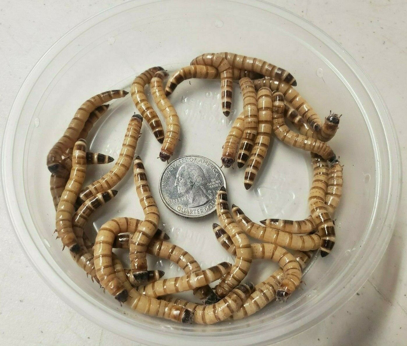 Superworms Reptile Feeders Large 100+, 250+, 500+, 1000+