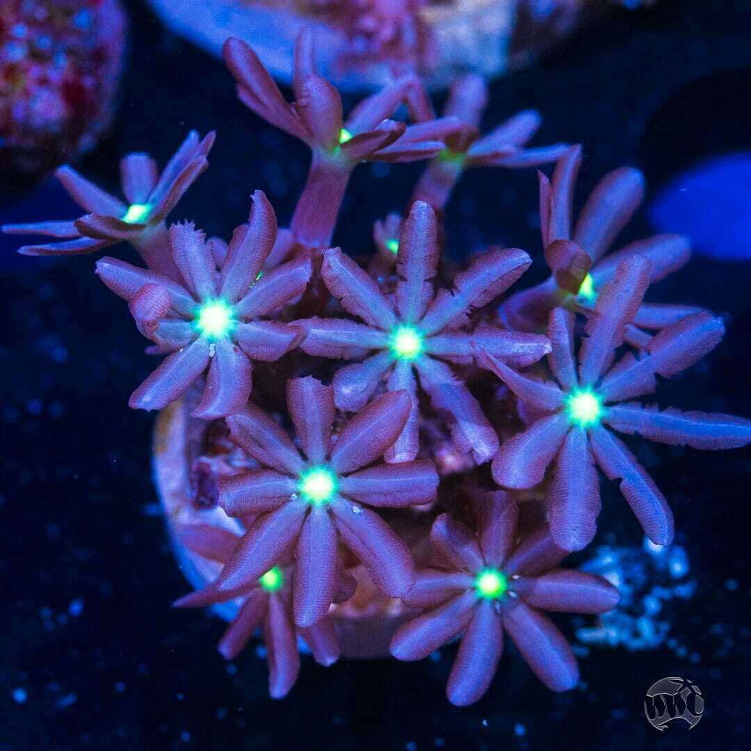 WWC Midnight Clove Polyp ~ WYSIWYG Live Coral Frag ~ World Wide Corals ~ #186
